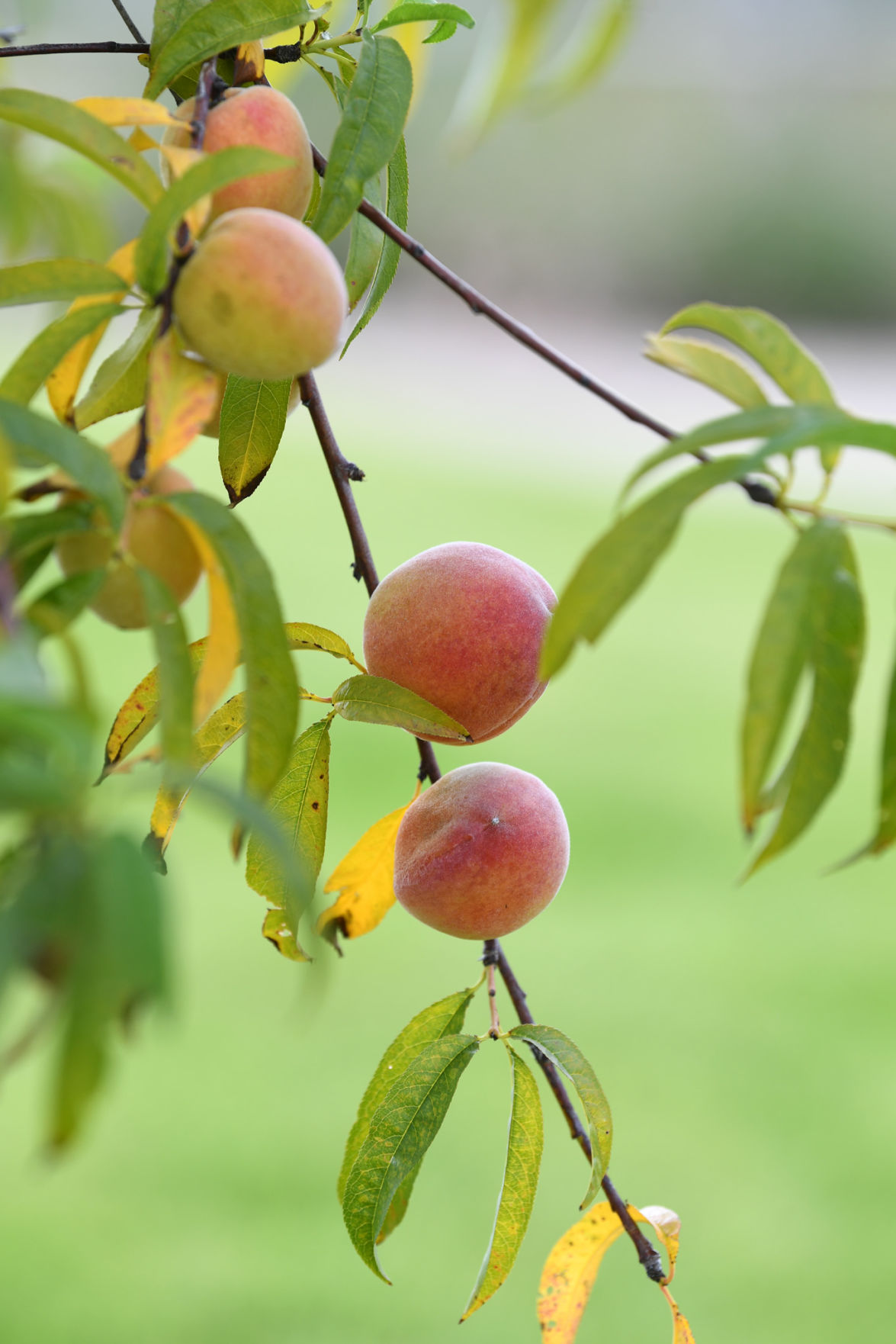 Leach Teaching Gardens